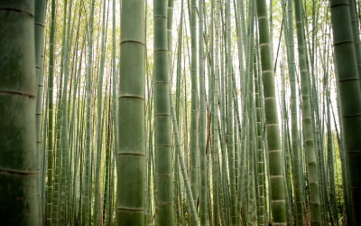 Dale a tu vida bambú